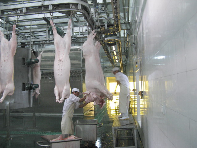 The main process of pig slaughter