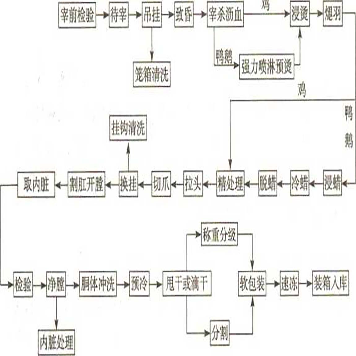 家禽屠宰加工工艺